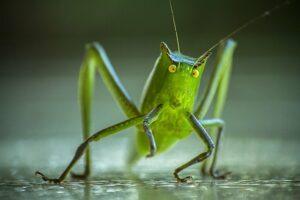 macro_photography_cricket