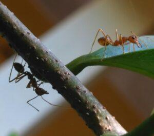 macro photography ants