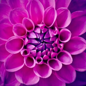 macro photography dahlia